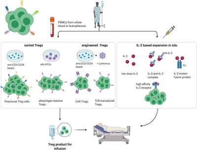 Treg Therapies Revisited: Tolerance Beyond Deletion